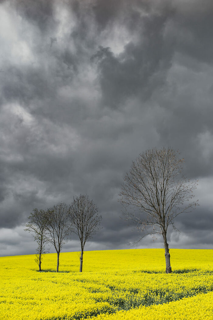 Gris y amarillo