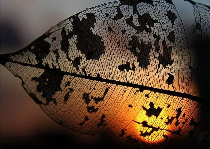 El amanecer a través de una hoja