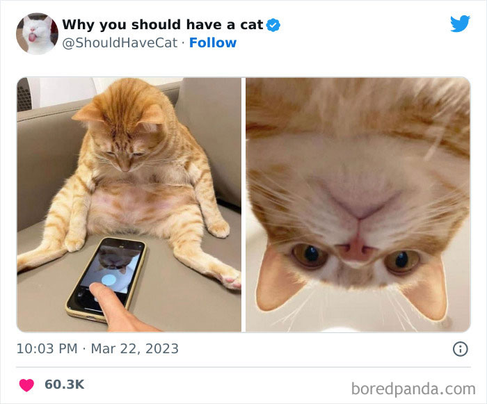 This Twitter Account Shares "Reasons" Why You Should Have A Cat, And Here Are 50 Of The Top Ones