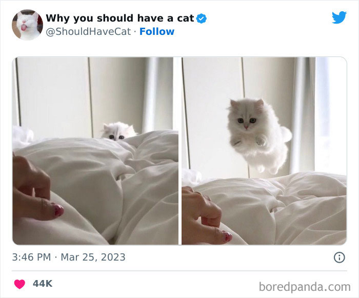 This Twitter Account Shares "Reasons" Why You Should Have A Cat, And Here Are 50 Of The Top Ones