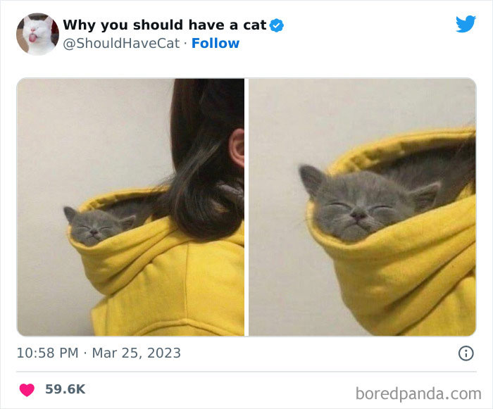 This Twitter Account Shares "Reasons" Why You Should Have A Cat, And Here Are 50 Of The Top Ones