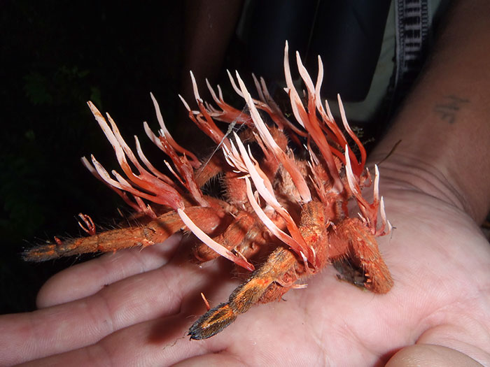 Tarántula infectada con Cordycipitaceae