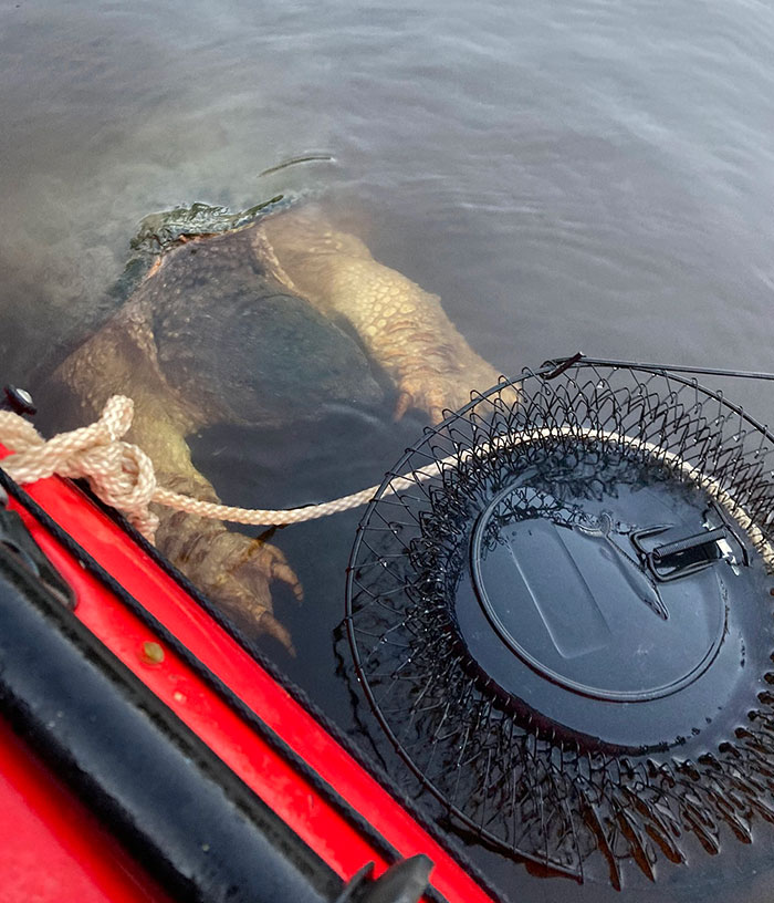 ¡Miren esta tortuga! Salió a la superficie por el barco