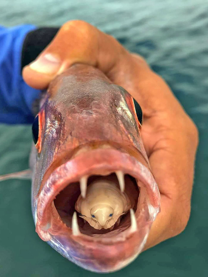 Piojo come lenguas en un pez carpintero