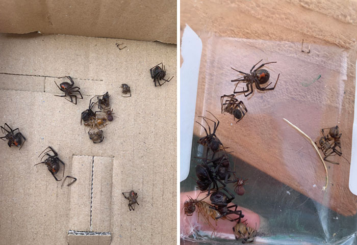 Acabo de comprar una camioneta de un amigo hace unas semanas, seguían habiendo telarañas en la camioneta y decidí fumigarla. Encontré estas