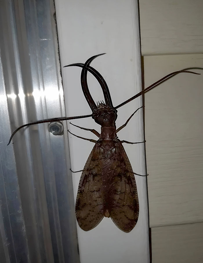 Acolote macho gigante