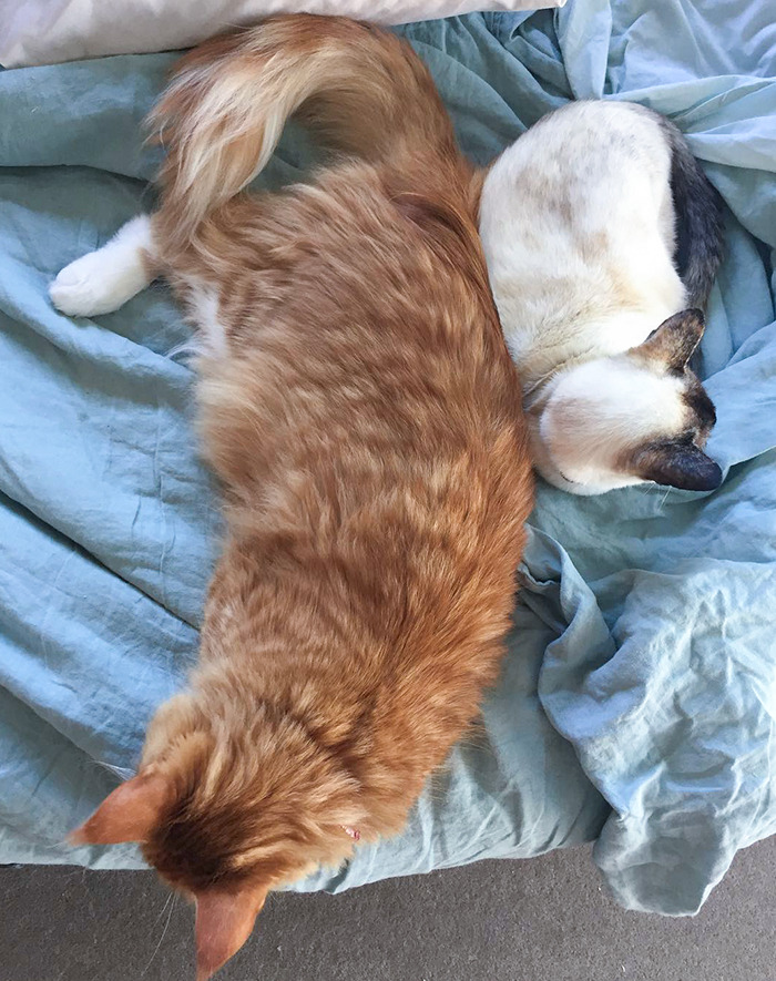 Comparación de tamaños entre un Maine Coon y un Siamés 