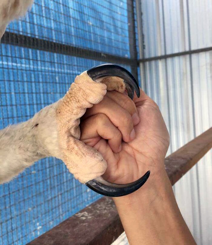 Un apretón de manos con un águila 