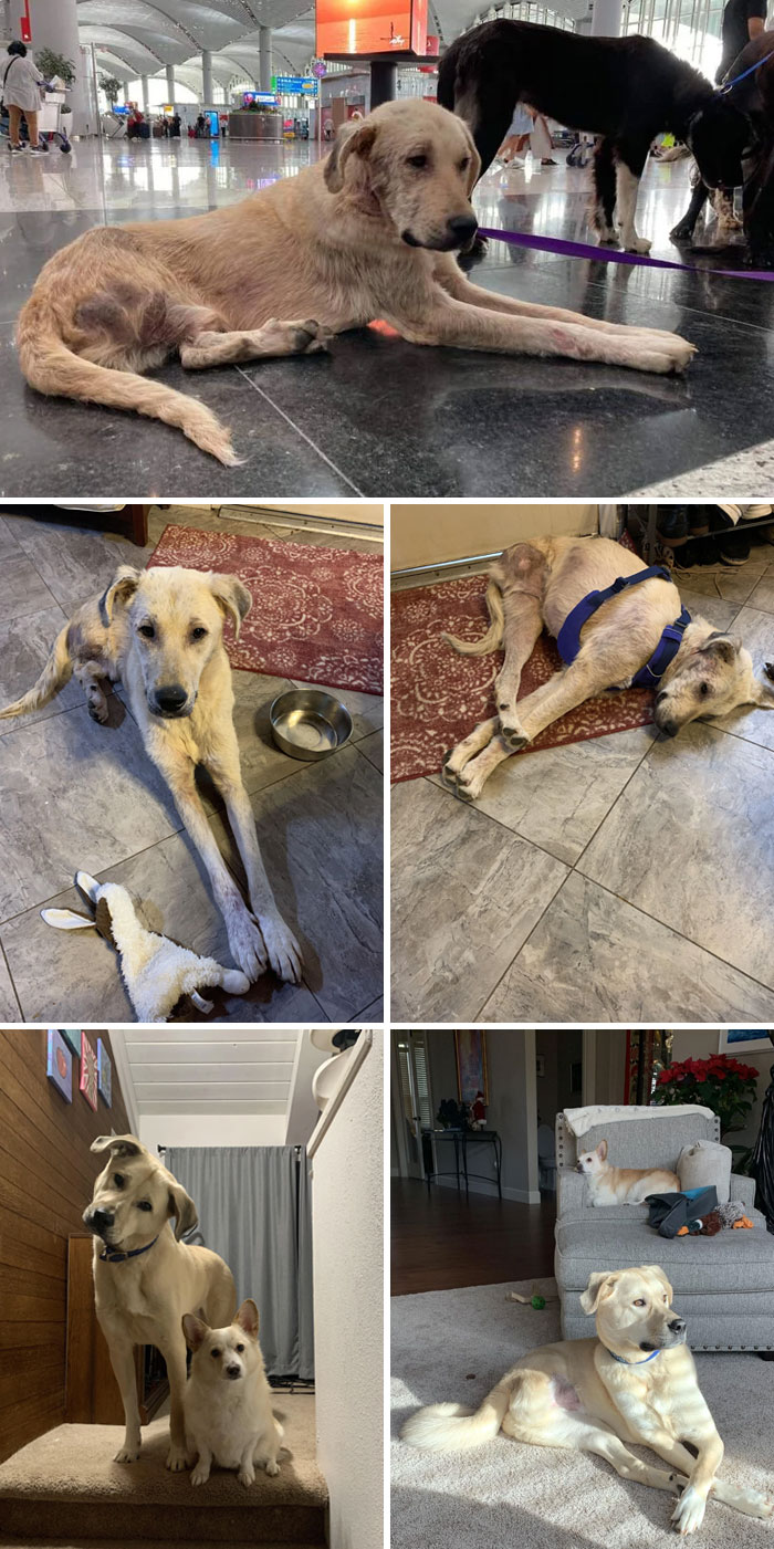 Hace dos años rescatamos a este perro de tres patas que estaba sucio, enfermo y hambriento. Hoy es un perro precioso 
