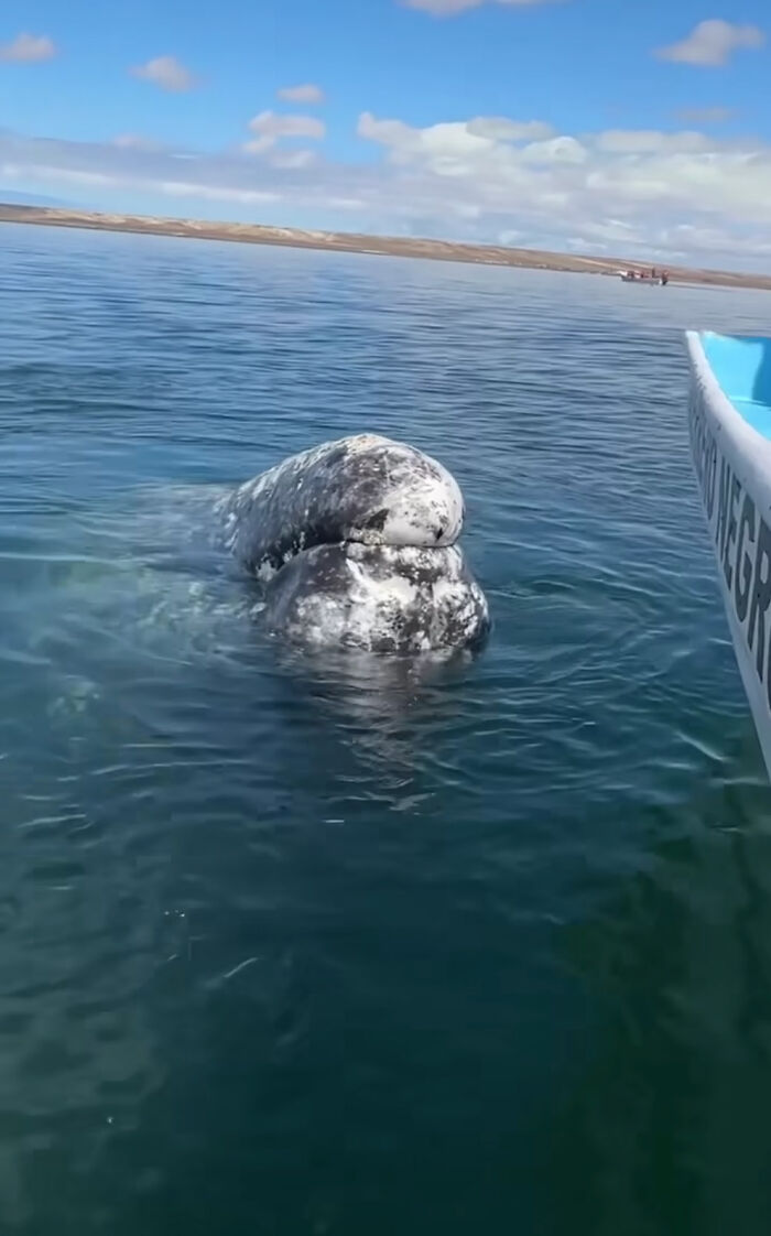 Este video capta el increíble momento en que una ballena se acerca a un barco con una inusual petición