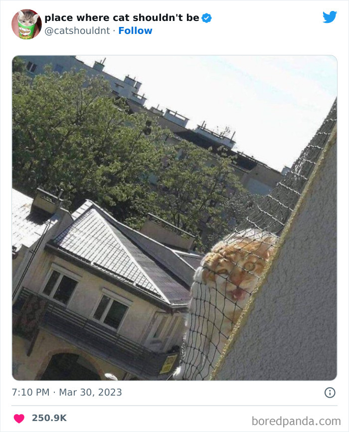 50 Hilarious Photos Of Cats Getting Into Places Where They Probably Shouldn’t Be (New Pics)