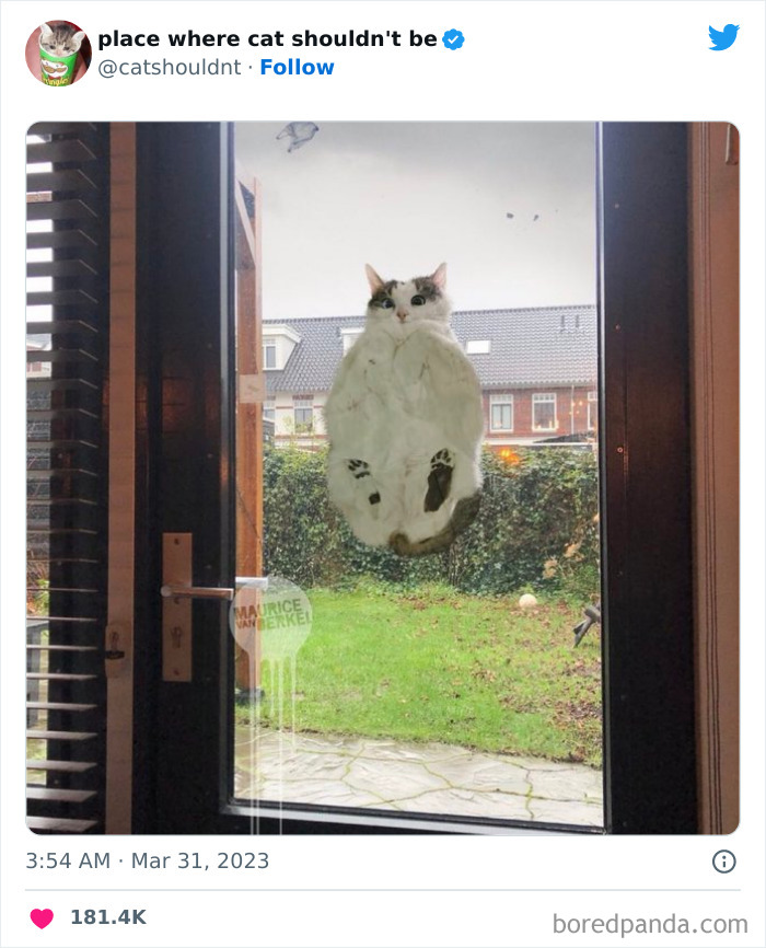 50 Hilarious Photos Of Cats Getting Into Places Where They Probably Shouldn’t Be (New Pics)