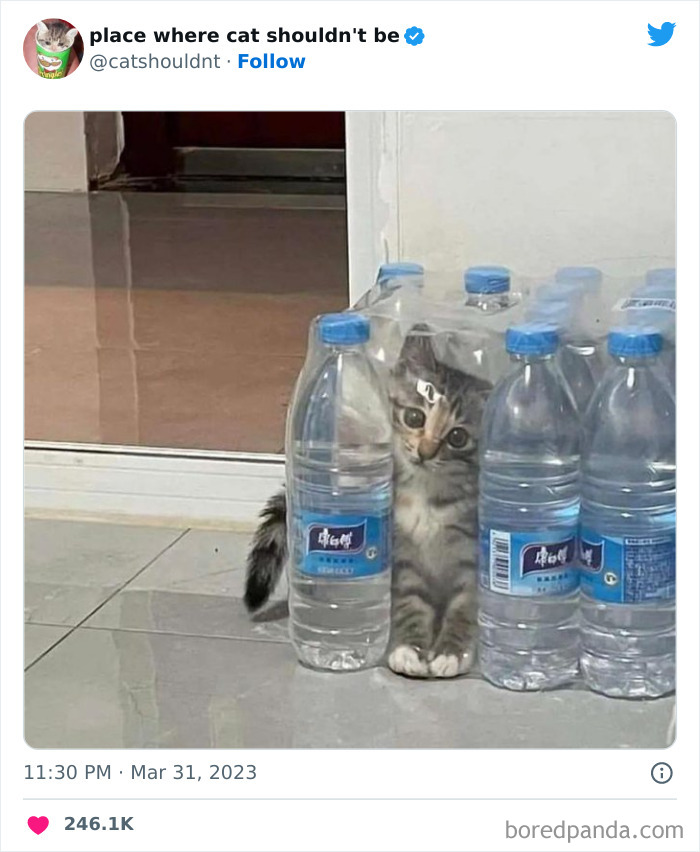 50 Hilarious Photos Of Cats Getting Into Places Where They Probably Shouldn’t Be (New Pics)
