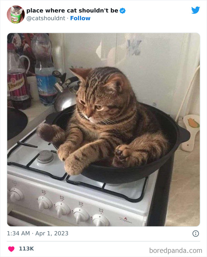 50 Hilarious Photos Of Cats Getting Into Places Where They Probably Shouldn’t Be (New Pics)
