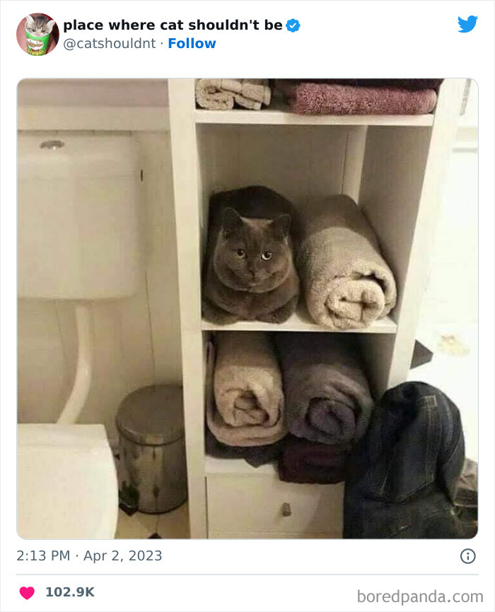 50 Hilarious Photos Of Cats Getting Into Places Where They Probably Shouldn’t Be (New Pics)