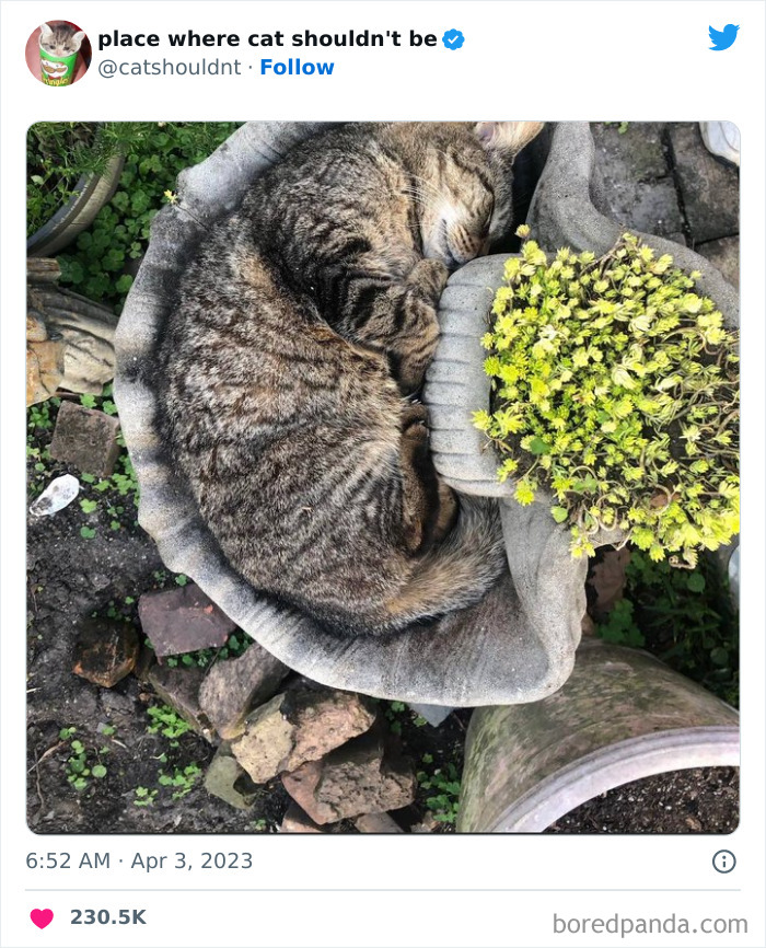 50 Hilarious Photos Of Cats Getting Into Places Where They Probably Shouldn’t Be (New Pics)