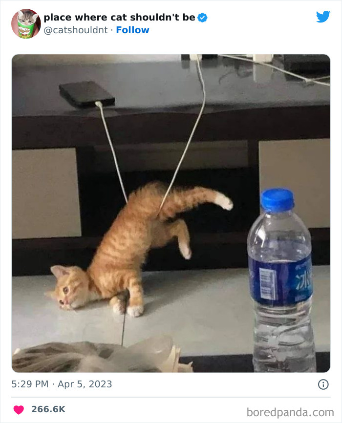 50 Hilarious Photos Of Cats Getting Into Places Where They Probably Shouldn’t Be (New Pics)