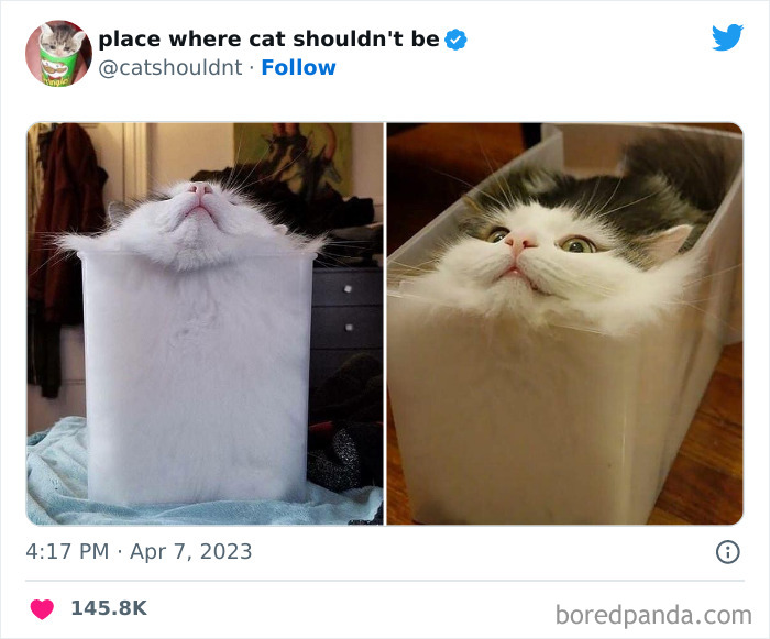 50 Hilarious Photos Of Cats Getting Into Places Where They Probably Shouldn’t Be (New Pics)
