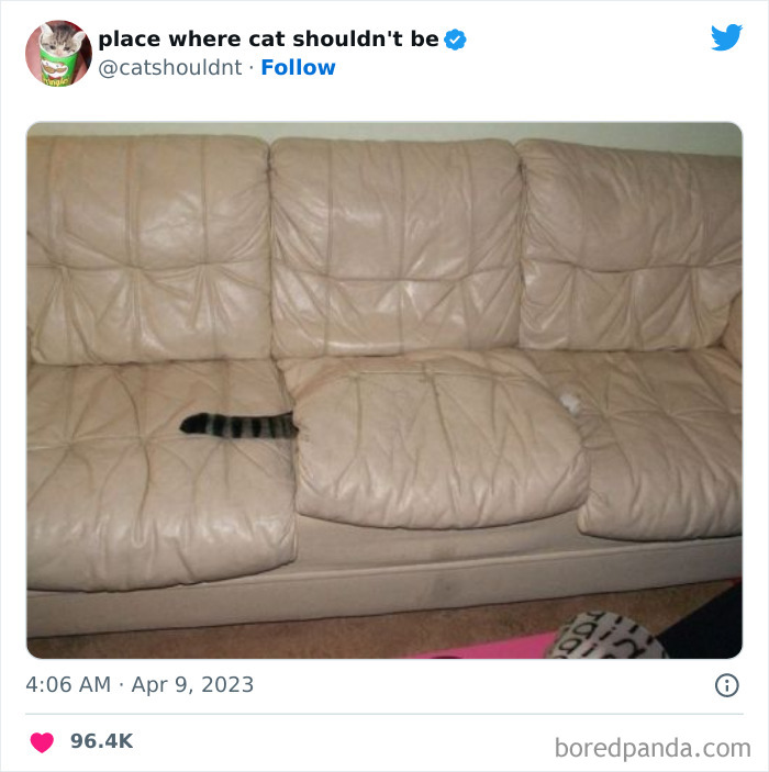 50 Hilarious Photos Of Cats Getting Into Places Where They Probably Shouldn’t Be (New Pics)