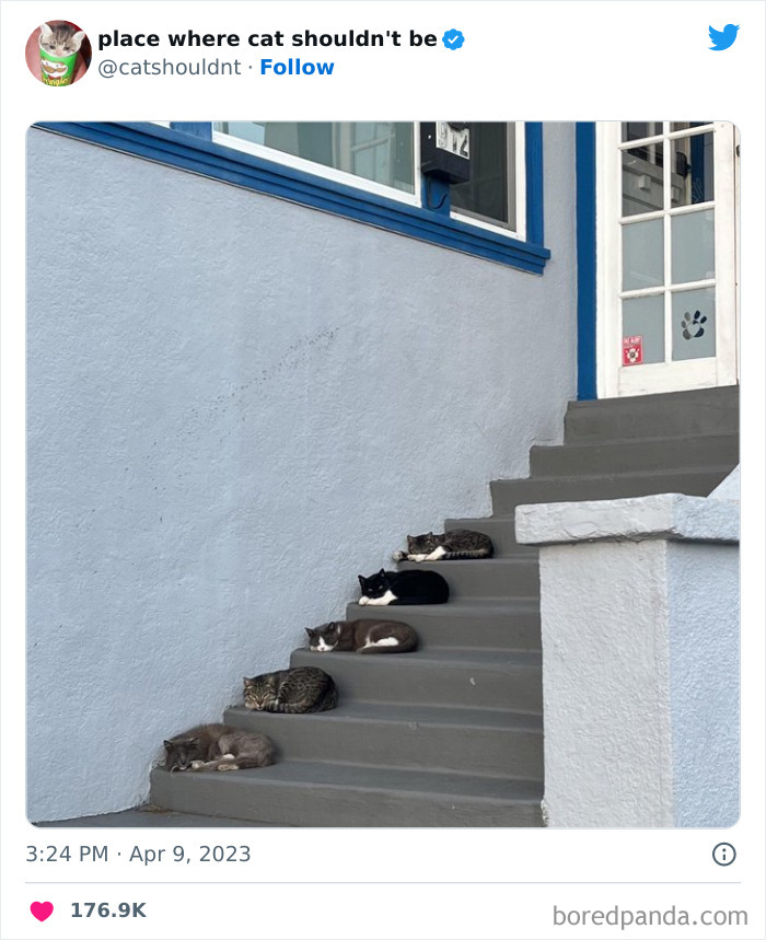 50 Hilarious Photos Of Cats Getting Into Places Where They Probably Shouldn’t Be (New Pics)