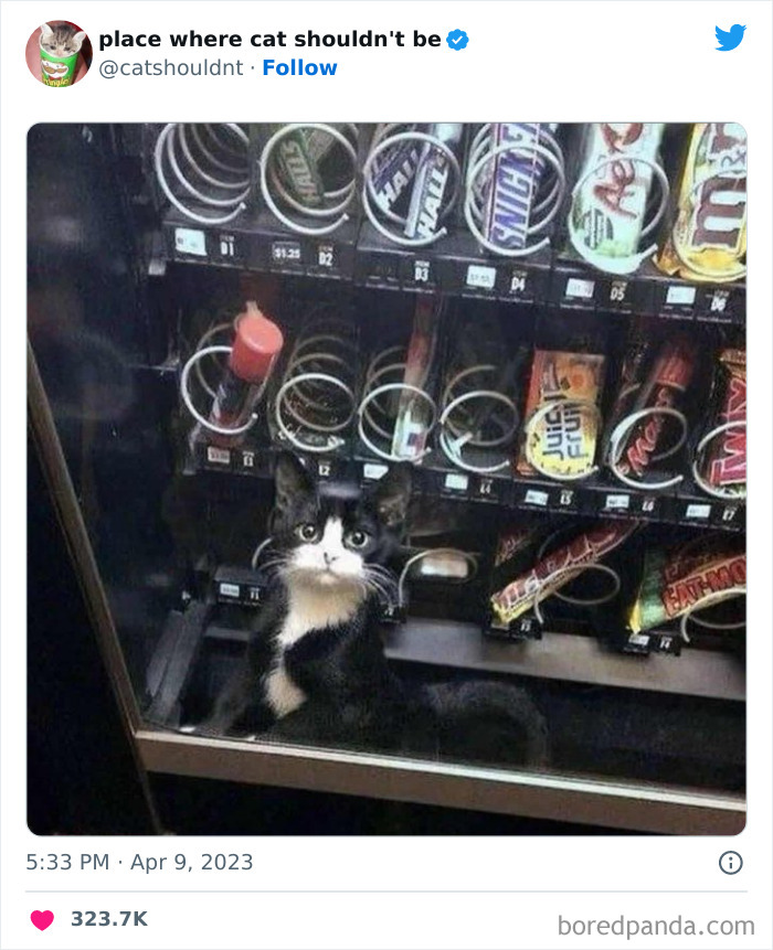 50 Hilarious Photos Of Cats Getting Into Places Where They Probably Shouldn’t Be (New Pics)
