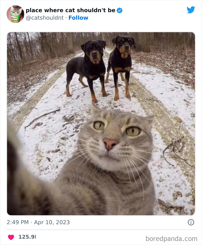 50 Hilarious Photos Of Cats Getting Into Places Where They Probably Shouldn’t Be (New Pics)