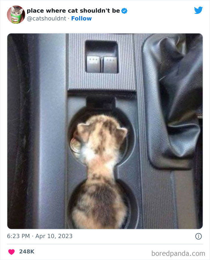 50 Hilarious Photos Of Cats Getting Into Places Where They Probably Shouldn’t Be (New Pics)