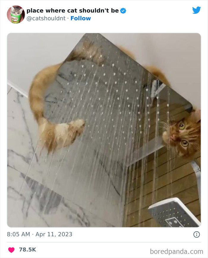50 Hilarious Photos Of Cats Getting Into Places Where They Probably Shouldn’t Be (New Pics)