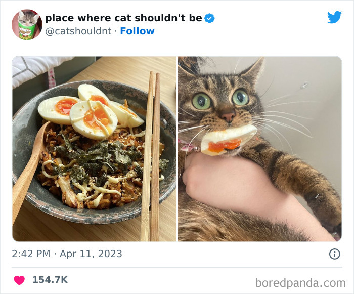 50 Hilarious Photos Of Cats Getting Into Places Where They Probably Shouldn’t Be (New Pics)