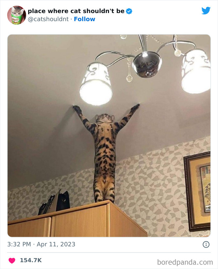50 Hilarious Photos Of Cats Getting Into Places Where They Probably Shouldn’t Be (New Pics)