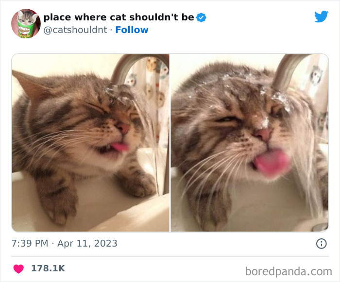 50 Hilarious Photos Of Cats Getting Into Places Where They Probably Shouldn’t Be (New Pics)