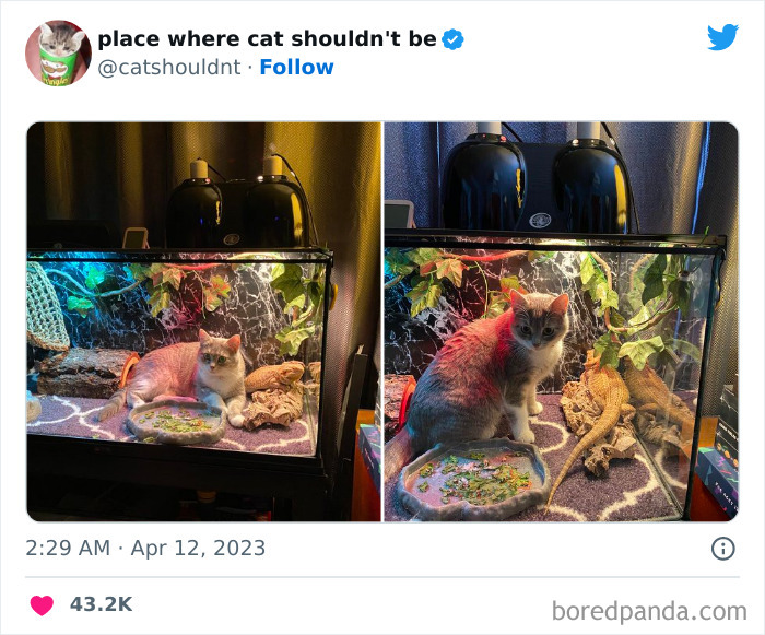 50 Hilarious Photos Of Cats Getting Into Places Where They Probably Shouldn’t Be (New Pics)