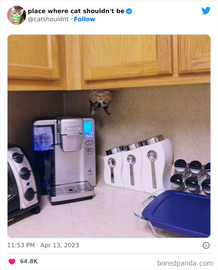 50 Hilarious Photos Of Cats Getting Into Places Where They Probably Shouldn’t Be (New Pics)