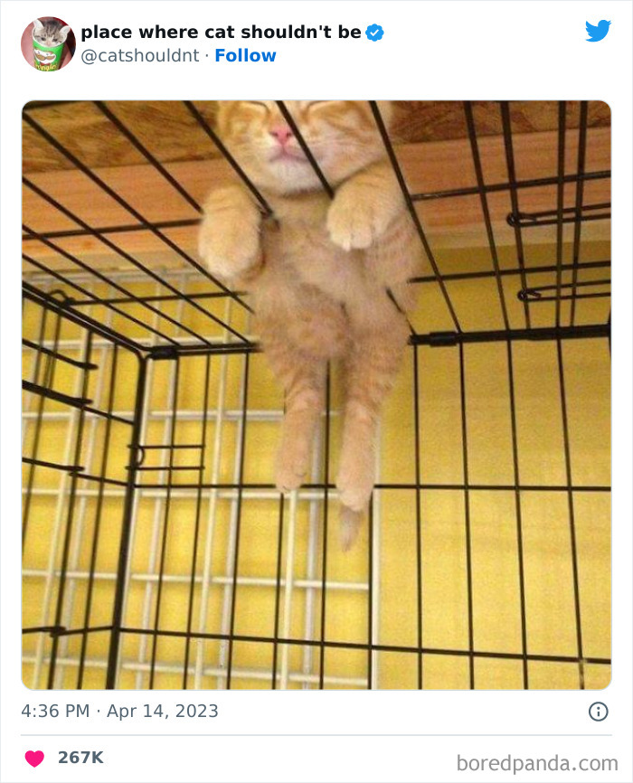50 Hilarious Photos Of Cats Getting Into Places Where They Probably Shouldn’t Be (New Pics)