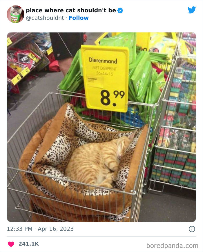 50 Hilarious Photos Of Cats Getting Into Places Where They Probably Shouldn’t Be (New Pics)