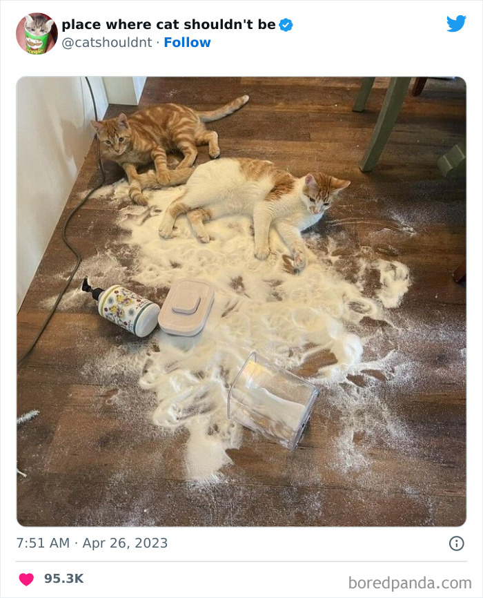 50 Hilarious Photos Of Cats Getting Into Places Where They Probably Shouldn’t Be (New Pics)