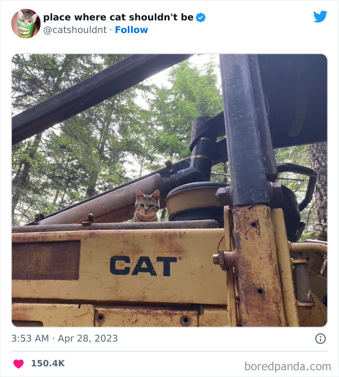 50 Hilarious Photos Of Cats Getting Into Places Where They Probably Shouldn’t Be (New Pics)