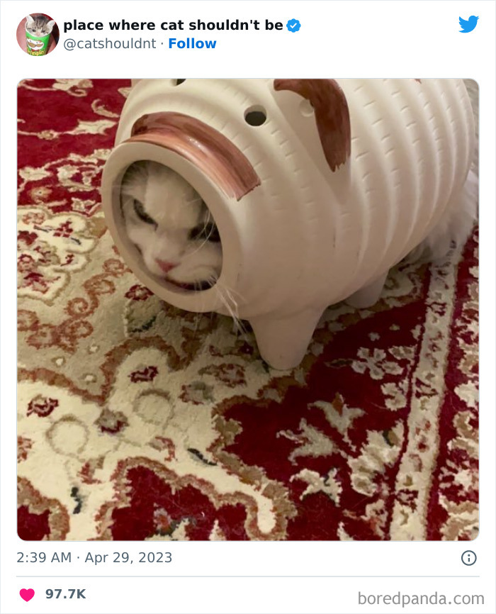 50 Hilarious Photos Of Cats Getting Into Places Where They Probably Shouldn’t Be (New Pics)