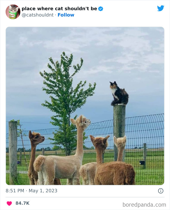 50 Hilarious Photos Of Cats Getting Into Places Where They Probably Shouldn’t Be (New Pics)