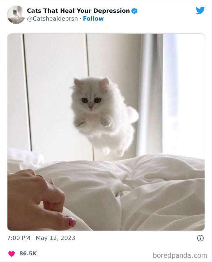 "Cats That Heal Your Depression": 50 Pics Of Adorable Felines Who Don't Even Know What Power They Hold
