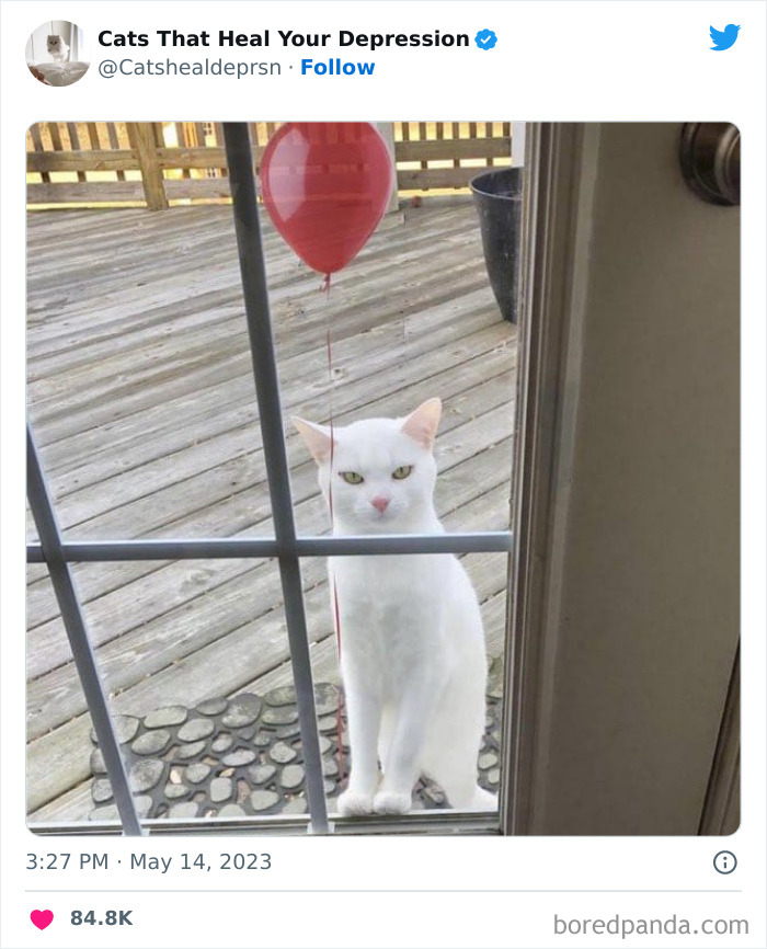 "Cats That Heal Your Depression": 50 Pics Of Adorable Felines Who Don't Even Know What Power They Hold