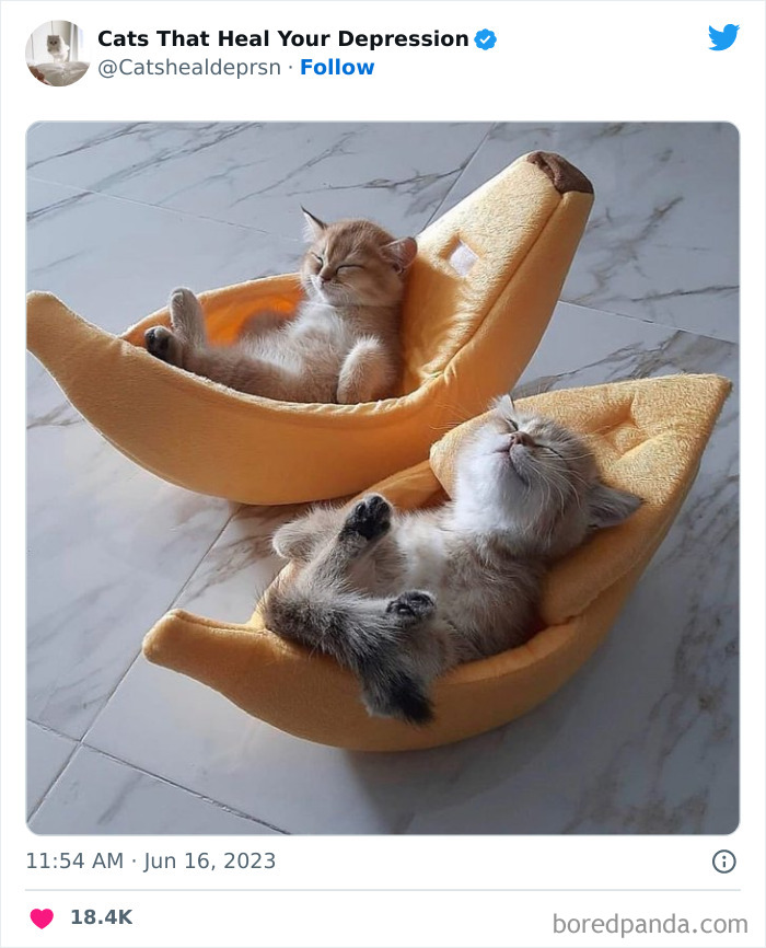 "Cats That Heal Your Depression": 50 Pics Of Adorable Felines Who Don't Even Know What Power They Hold