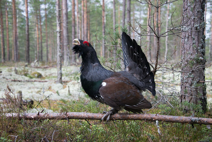 "Me encontré una oreja cortada": 20 historias aterradoras vividas por la gente en los bosques