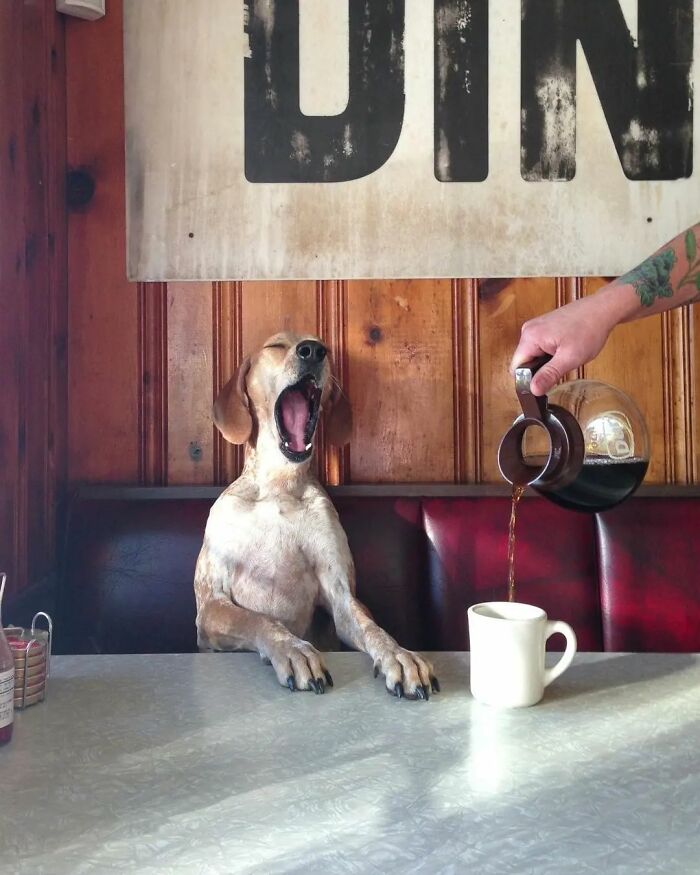 35 Selected Best Images Of Animals, As Shared By This Instagram Page