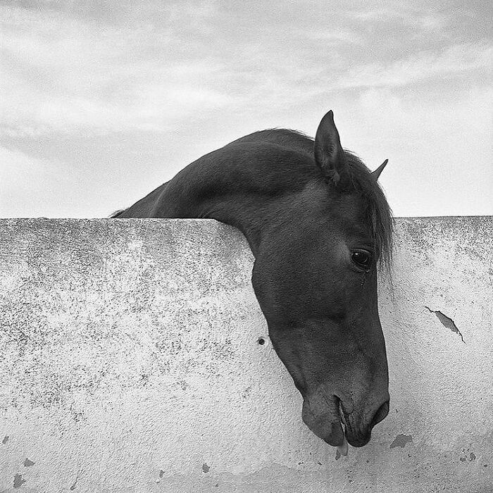 35 Selected Best Images Of Animals, As Shared By This Instagram Page