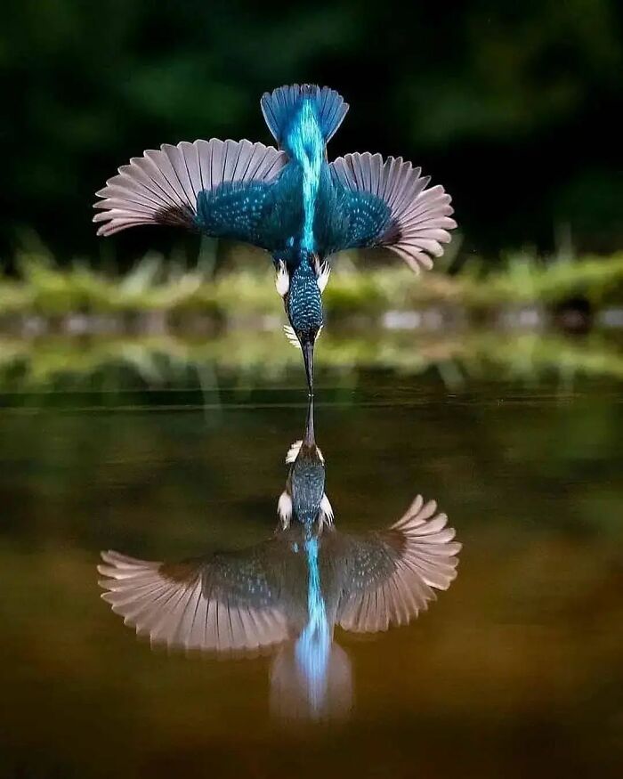 35 Selected Best Images Of Animals, As Shared By This Instagram Page
