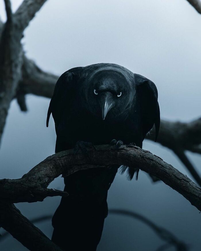 35 Selected Best Images Of Animals, As Shared By This Instagram Page