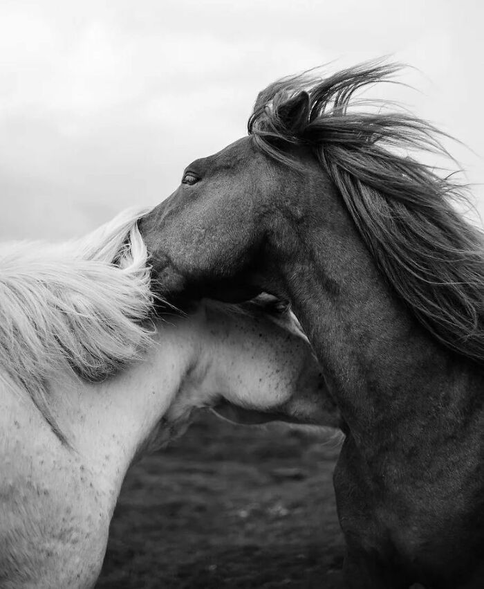 35 Selected Best Images Of Animals, As Shared By This Instagram Page