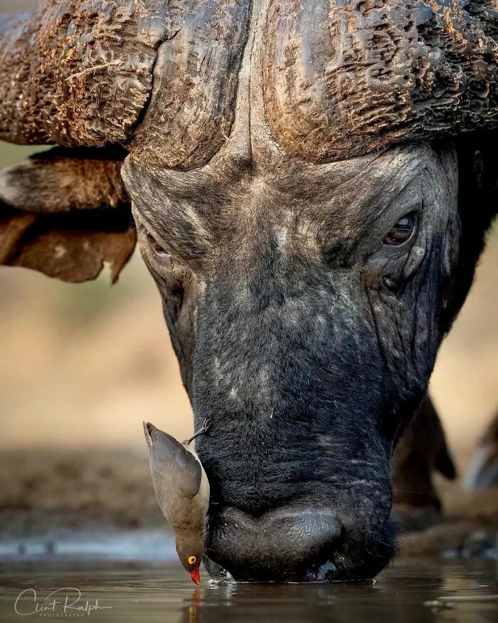 35 Selected Best Images Of Animals, As Shared By This Instagram Page