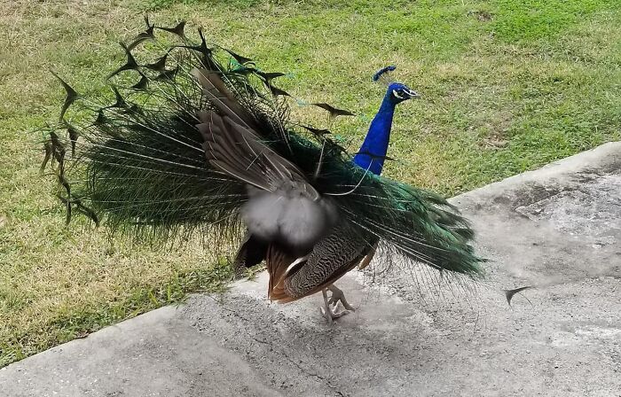 Un pavo real me ha enseñado su trasero